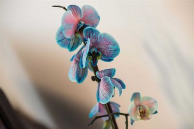 Two bedroom apartment with terrace C2 - Carmelitta