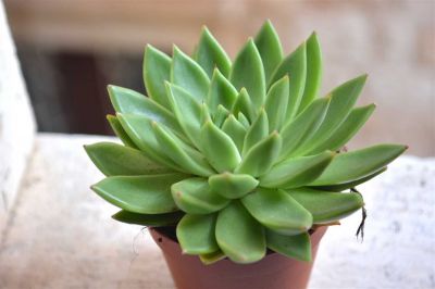 Studio Inn - Studio apartment