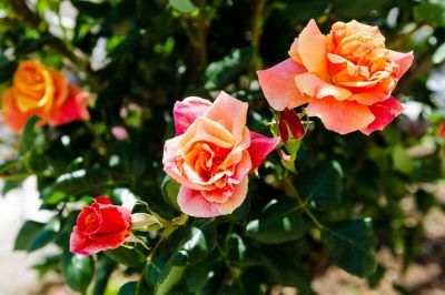 Baby Blue Superior studio apartment Zore Glavinić