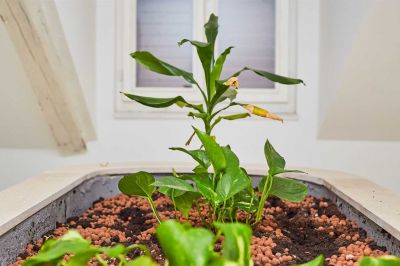 4 CAPPARIS Double room with terrace Boutique Villa Root